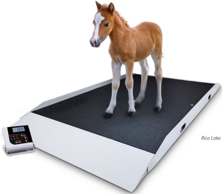 VS40 Dual Ramp Large Animal Scale